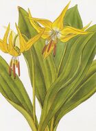 Erythronium grandiflorum RHS.jpeg