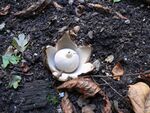 Geastrum fimbriatum 20050923 566.jpg
