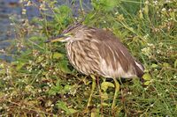 Indian pond heron (Ardeola grayii) India.jpg