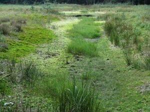 Landscape-IMG 3514.JPG