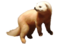 Martes melampus (white background).png