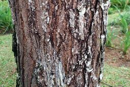 Pinus ocotechino 0zz.jpg