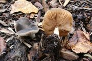 Pluteus cinereofuscus 20091128w.JPG