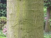 Quercus ambigua1.jpg