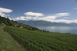 Виноградники на берегах Женевского озера.jpg