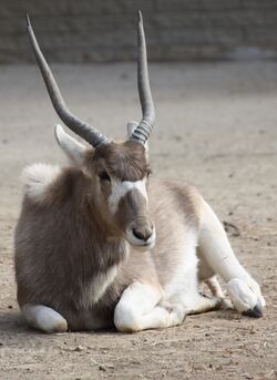 Addax 057.jpg
