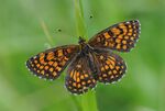 Assmann's Fritillary - Mellicta britomartis 2.jpg