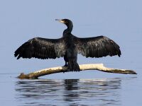 Cormorant (Phalacrocorax carbo) (14).JPG