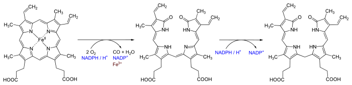 Degradation Heme b.svg
