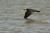Djoudj - Cormoran (10).JPG