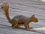 EasternGraySquirrel.jpg