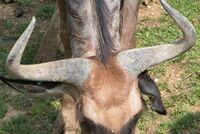 Gnu horns.jpg