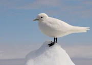 Ivory Gull Portrait.jpg