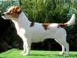 Jack Russell young female.jpg