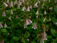 Linnaea borealis 15032.JPG