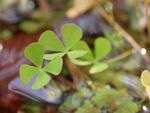 Marsilea quadrifolia denjisou01.jpg