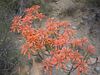 N2 Cactus flowers.jpg