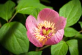 Paeonia obovata 'Honoh - 炎' Maxim., Mém. Acad. Imp. Sci. St.-Pétersbourg Divers Savans 9 39 (1859) (40905468113).jpg