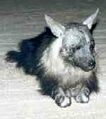 Parahyaena brunnea 1.jpg