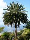 Phoenix canariensis ag.JPG