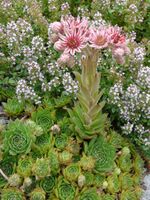 Sempervivum marmoreum01.JPG