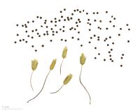 Stellaria media MHNT.BOT.2008.1.33.jpg