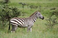 Zebra 1424.jpg