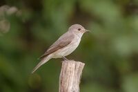 Се́рая мухоло́вка (Muscicapa striata).jpg
