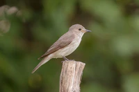 Се́рая мухоло́вка (Muscicapa striata).jpg