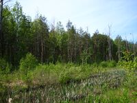 У леса Красные зори.jpg