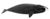 Balaena mysticetus NOAA.jpg