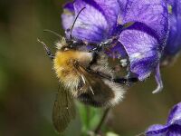 Bombus gerstaeckeri Nicolas Vereecken.jpg