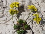 Draba aizoides a4.jpg