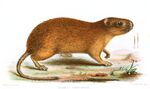 EchimysFerrugineusMintern.jpg