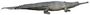 Gavialis gangeticus (Gharial, Gavial) white background.jpg