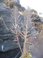 Kalanchoe delagoensis (Habitus).jpg