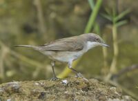 Lesser Whitethroat at Rajkot.jpg