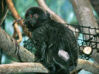 MP-Callimico goeldii.jpg