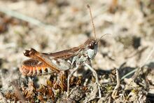 Myrmeleotettix maculatus.jpg