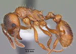 Myrmica rubra casent0104804 profile 1.jpg