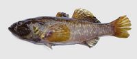 Percottus glenii 2009 G2.jpg