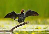 Phalacrocorax pygmeus 1 (Martin Mecnarowski).jpg