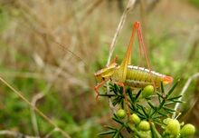 Poecilimon brunneri (42928641584).jpg