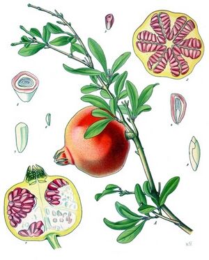 Punica granatum - Köhler–s Medizinal-Pflanzen-116.jpg