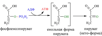 Reaction-PEP-Pyruvate.png