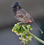 Red-vented Bulbul (Pycnonotus cafer) feeding at Kapok (Ceiba pentandra) at Kolkata I IMG 2535.jpg