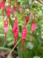 Ribes speciosum