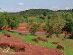 Sahel forest near Kayes Mali.jpg