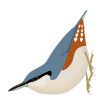 SittaNagaensis.svg