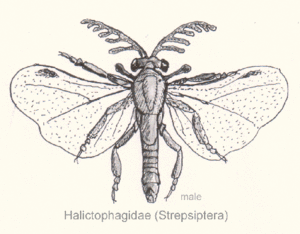Strepsiptera-halictophagida.gif